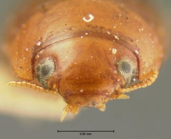 Media type: image;   Entomology 5972 Aspect: head frontal view
